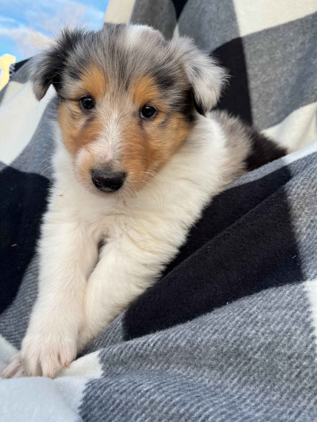 Beautiful Collie Puppies like LASSIE! breeder image 4