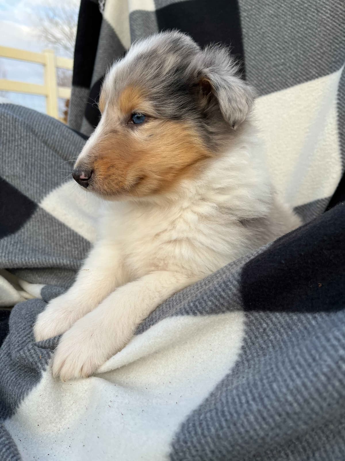 Beautiful Collie Puppies like LASSIE! breeder image 6