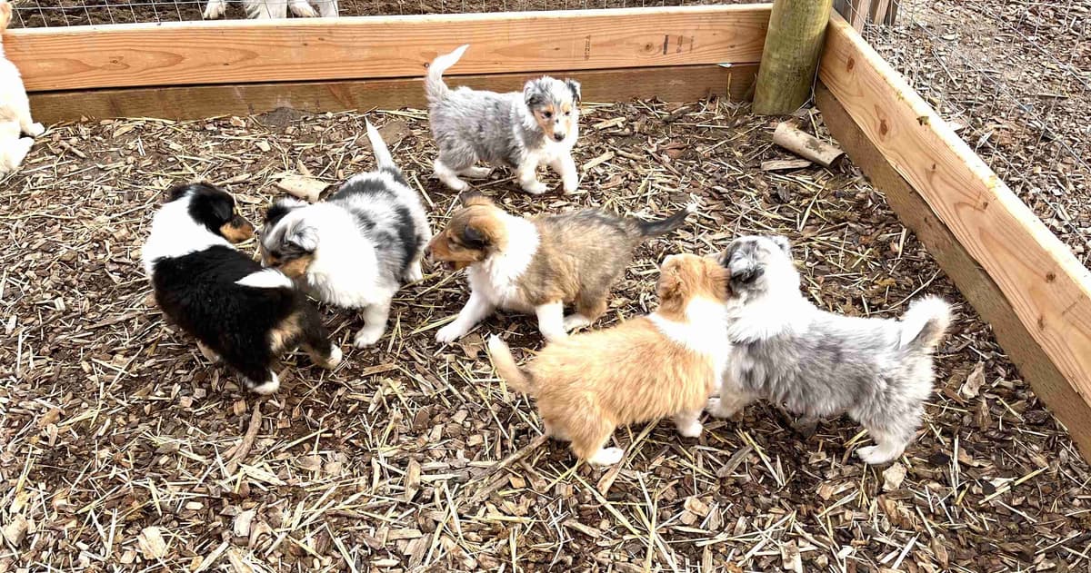Beautiful Collie Puppies like LASSIE! breeder image 9