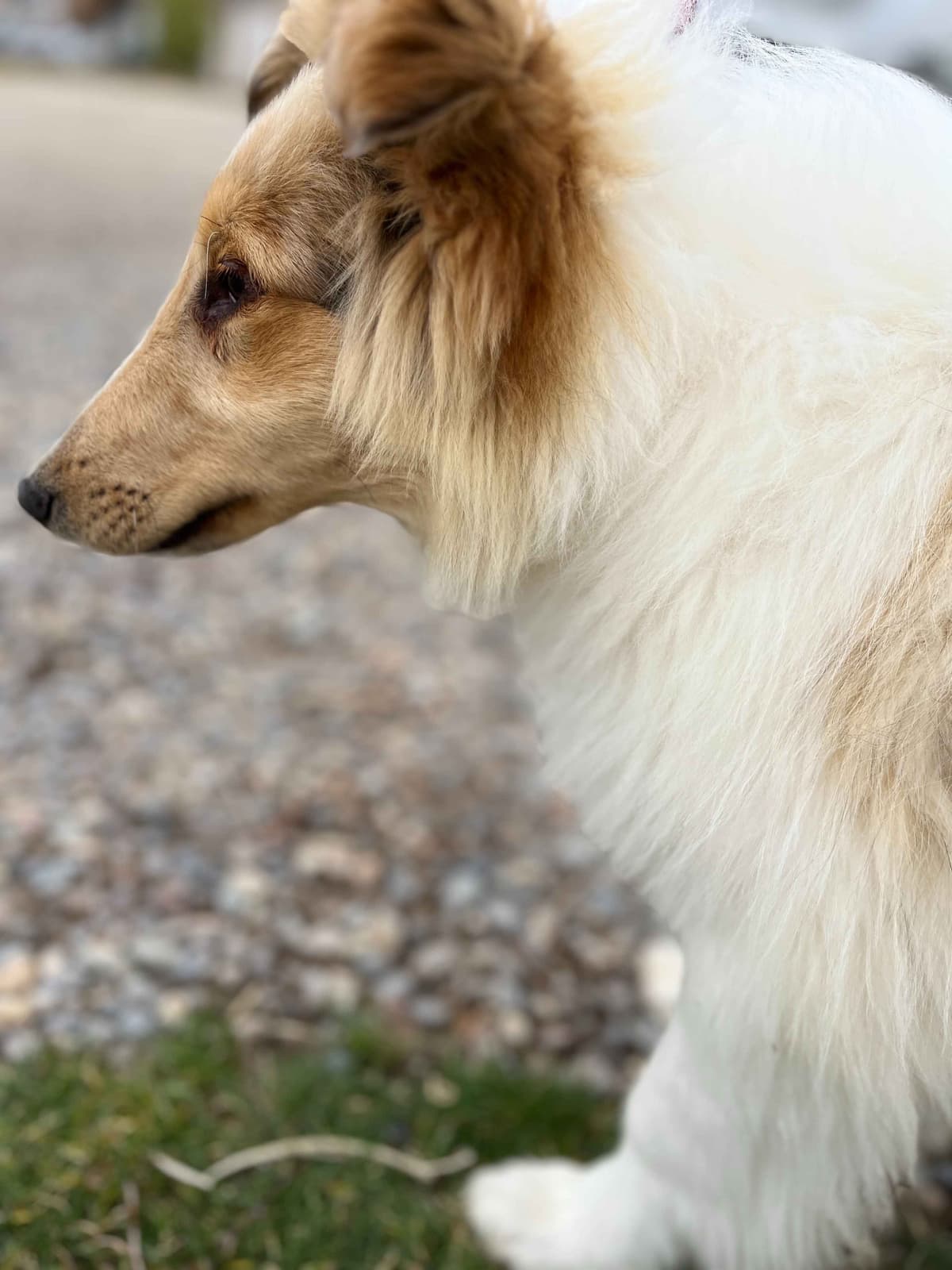 Beautiful Collie Puppies like LASSIE! breeder image 15
