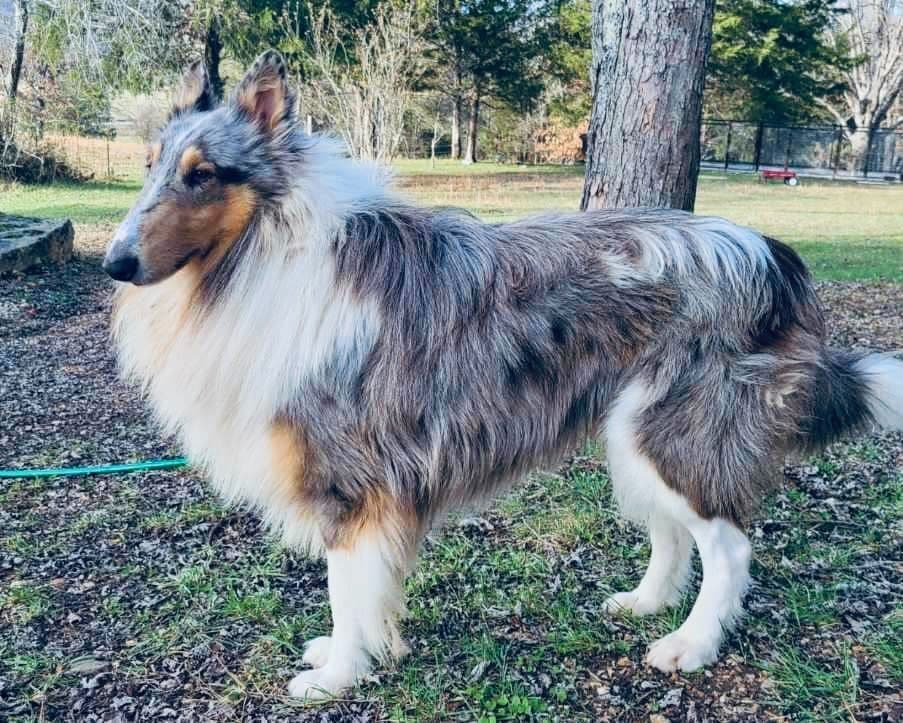 Beautiful Collie Puppies like LASSIE! breeder image 10