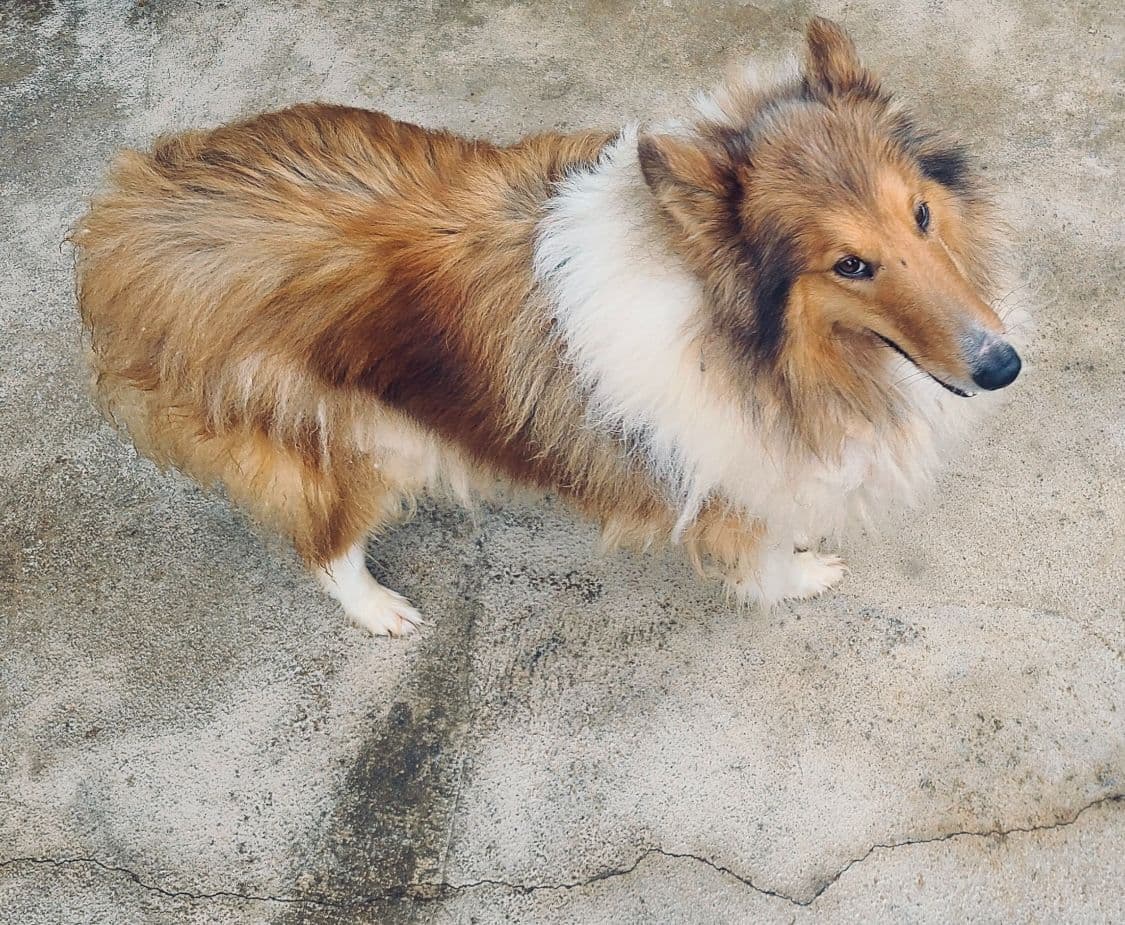 Beautiful Collie Puppies like LASSIE! breeder image 13