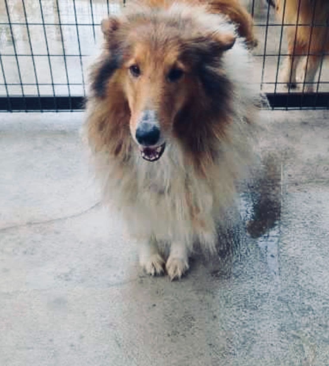 Beautiful Collie Puppies like LASSIE! breeder image 12