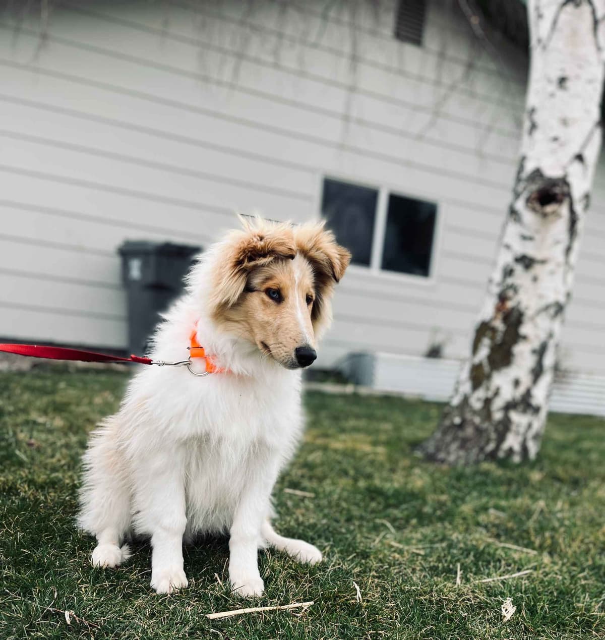 Beautiful Collie Puppies like LASSIE! breeder image 14