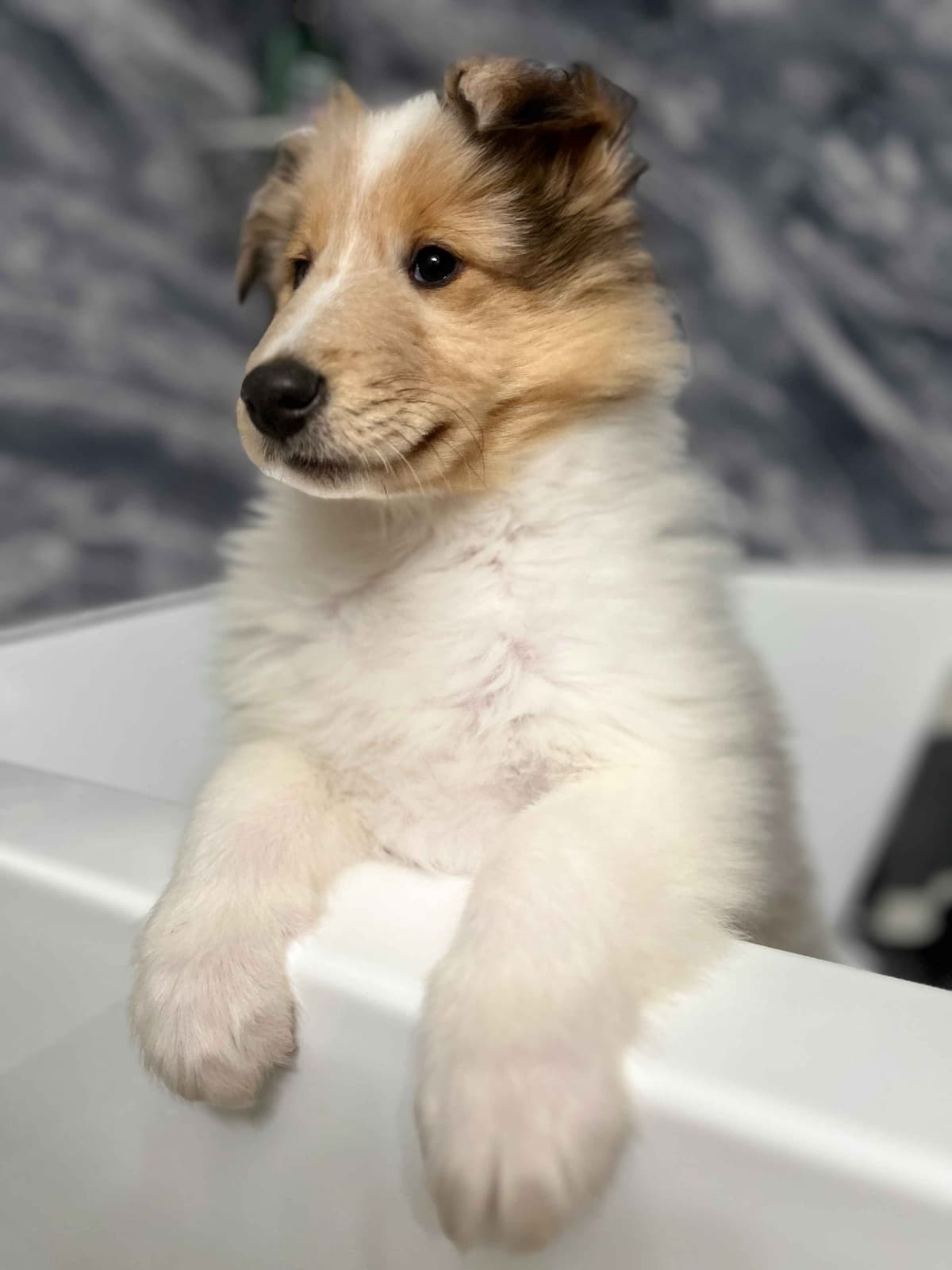 Beautiful Collie Puppies like LASSIE! breeder image 22