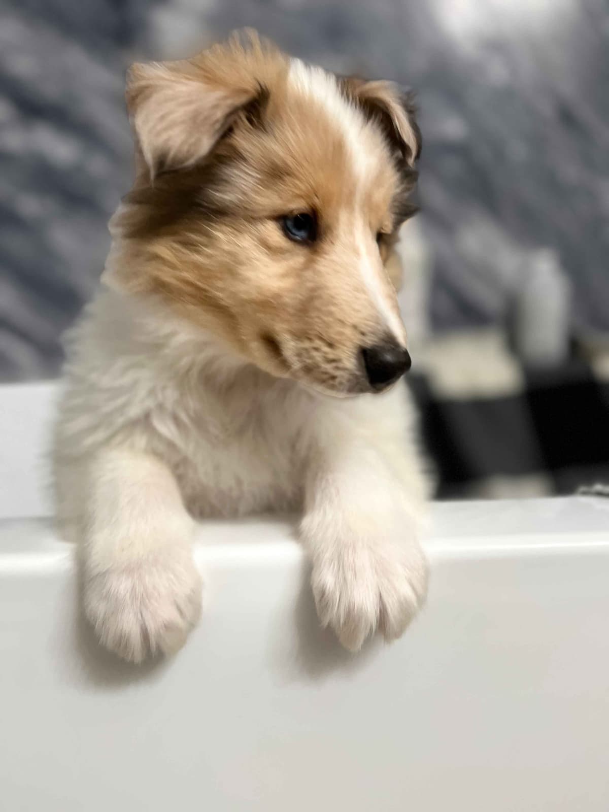 Beautiful Collie Puppies like LASSIE! breeder image 20