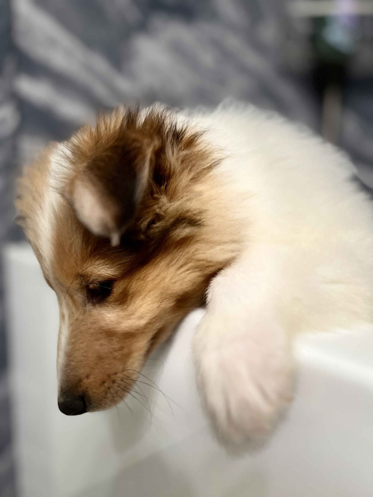 Beautiful Collie Puppies like LASSIE! breeder image 17