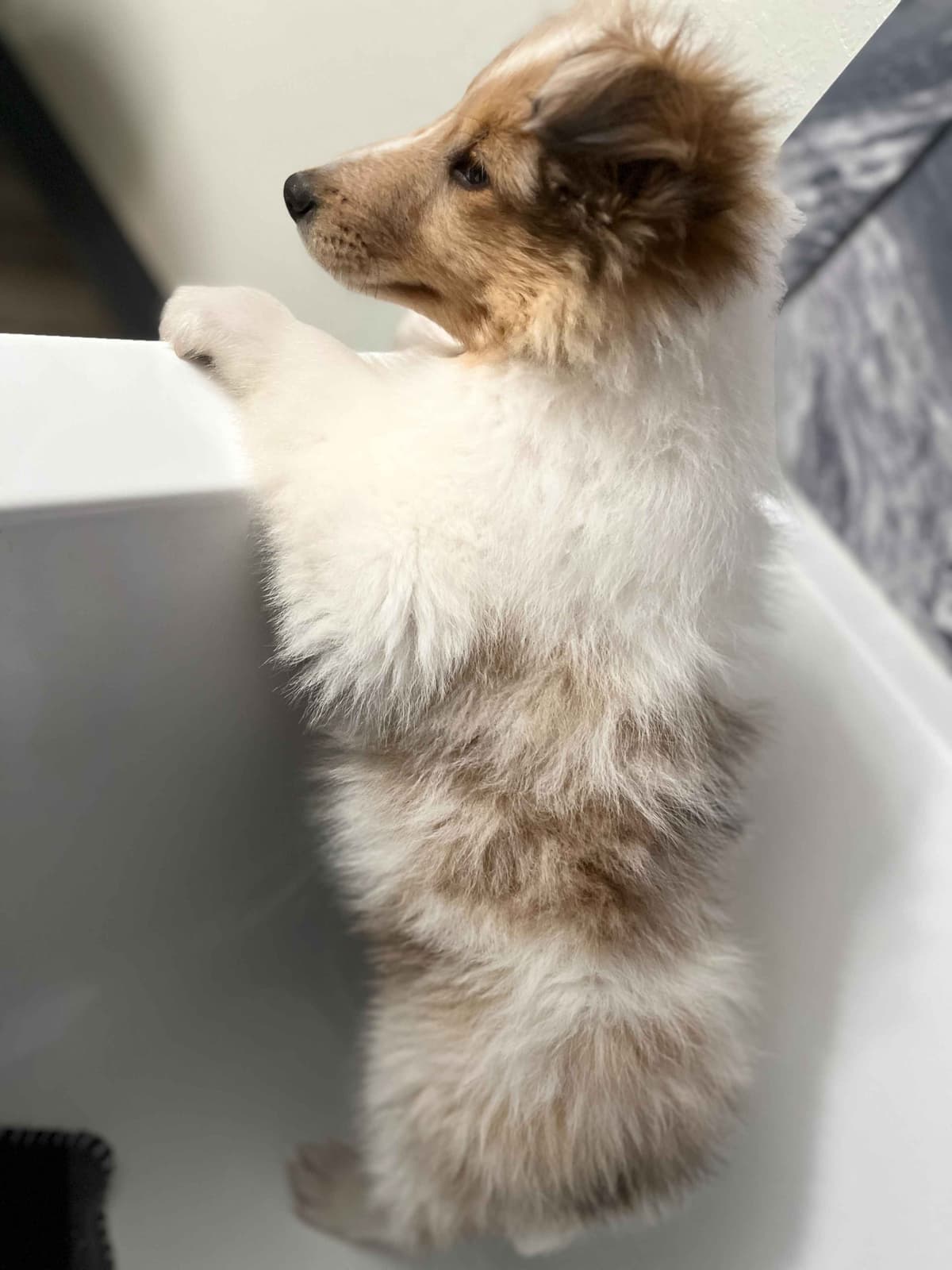 Beautiful Collie Puppies like LASSIE! breeder image 29