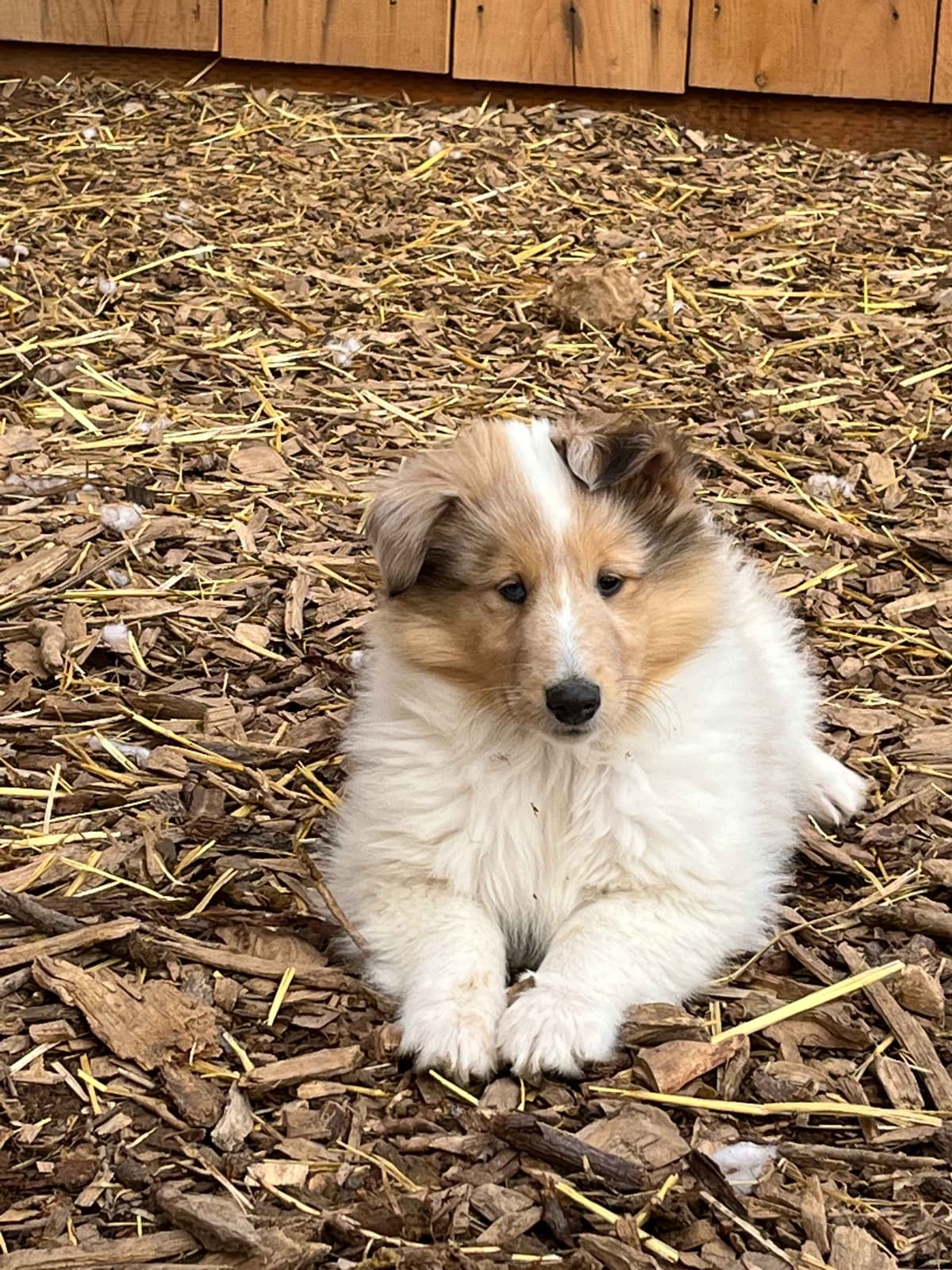 Beautiful Collie Puppies like LASSIE! breeder image 25