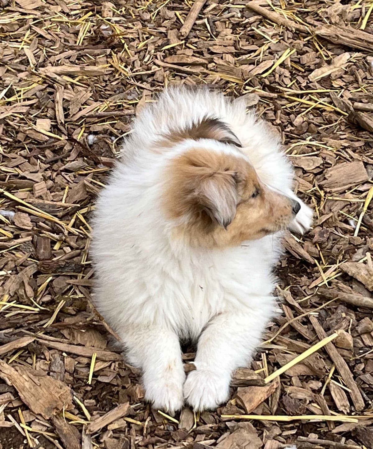 Beautiful Collie Puppies like LASSIE! breeder image 28