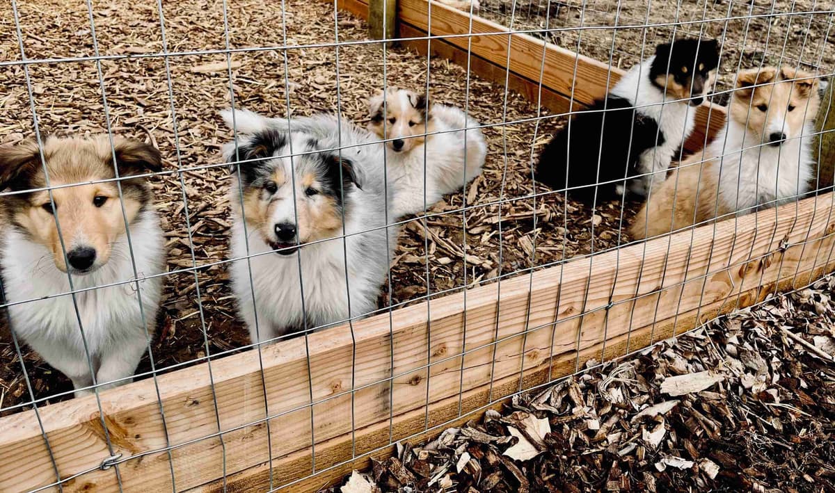 Beautiful Collie Puppies like LASSIE! breeder image 16