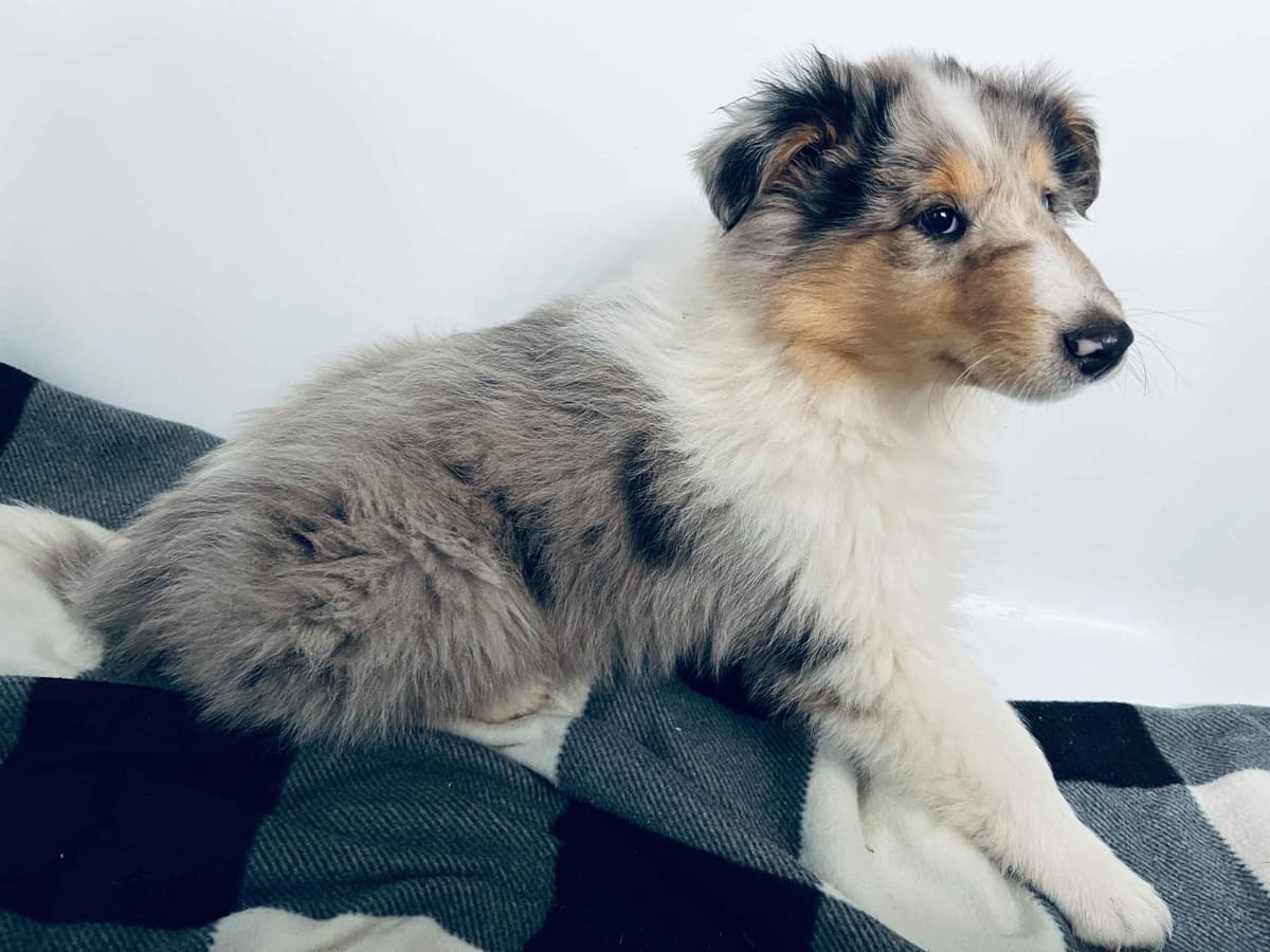Beautiful Collie Puppies like LASSIE! breeder image 18