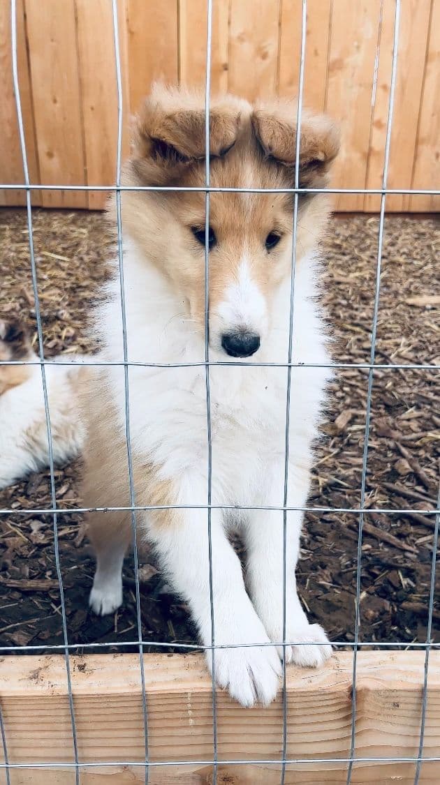 Beautiful Collie Puppies like LASSIE! breeder image 21