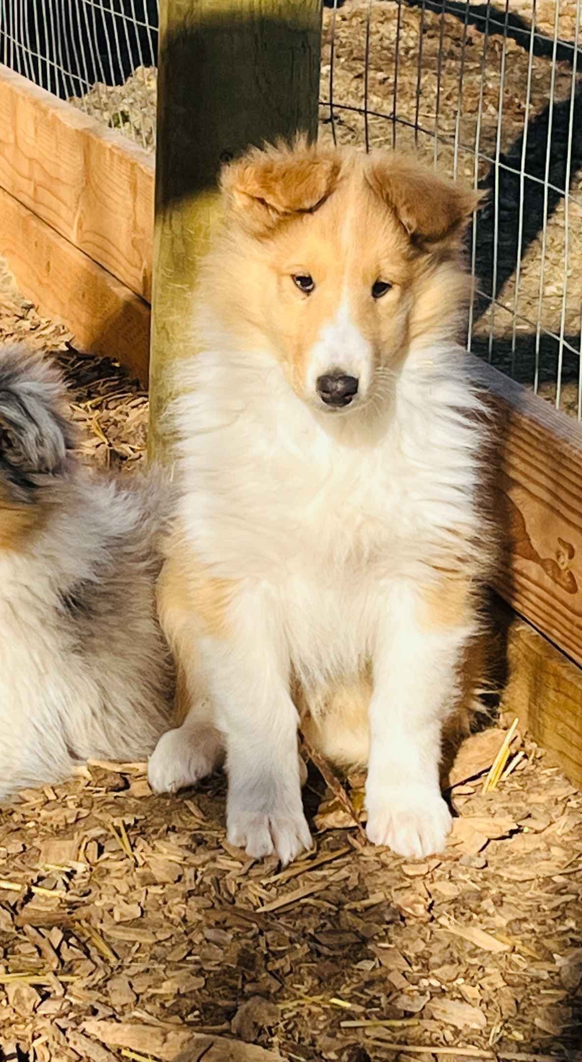 Beautiful Collie Puppies like LASSIE! breeder image 23
