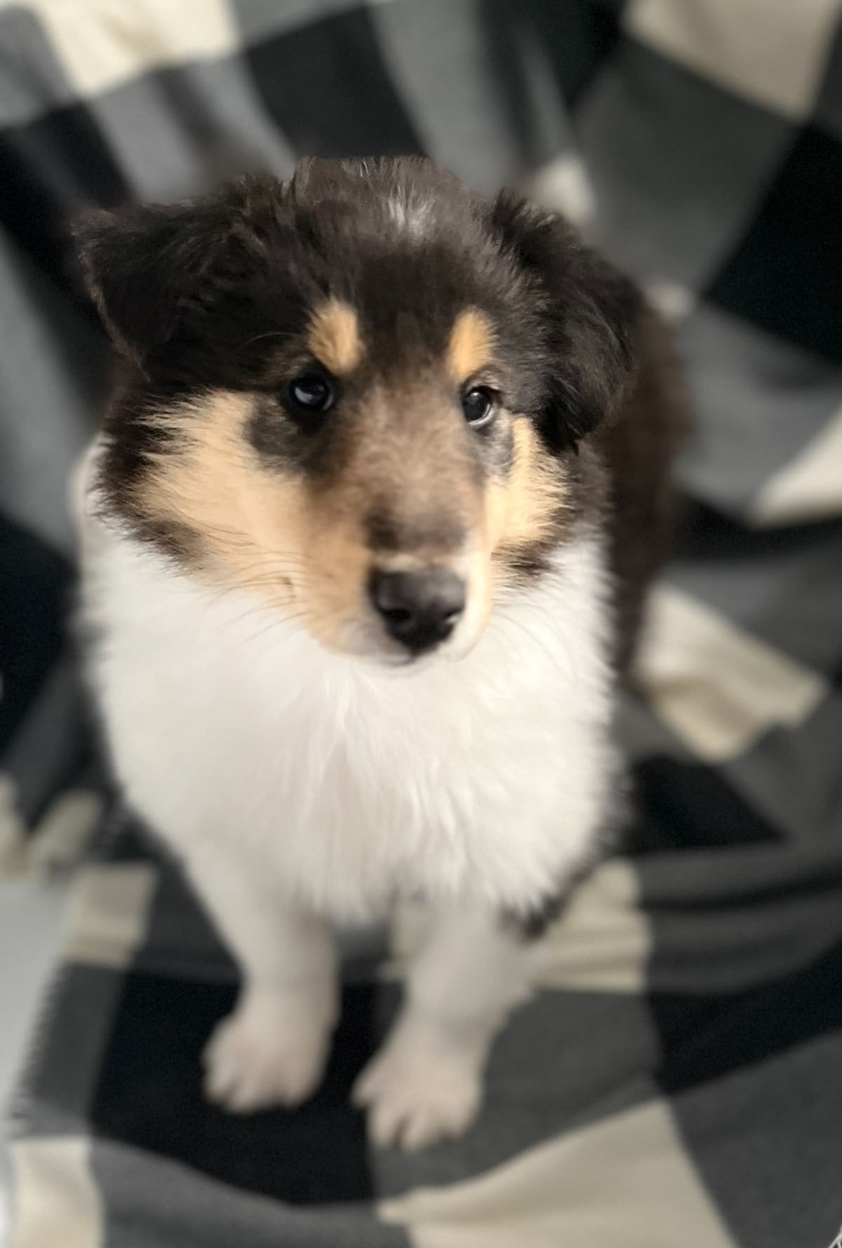 Beautiful Collie Puppies like LASSIE! breeder image 26