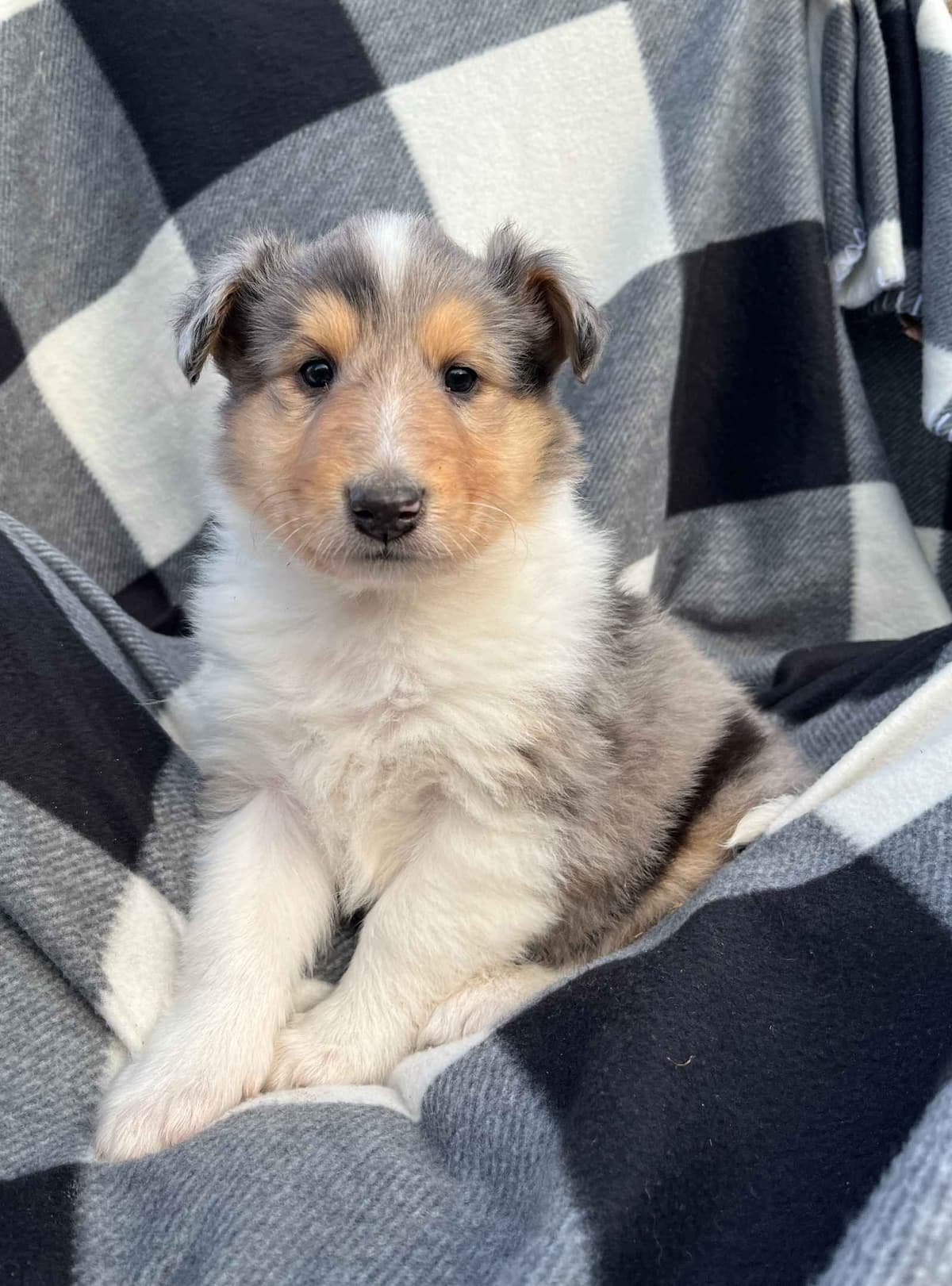Beautiful Collie Puppies like LASSIE! breeder image 1