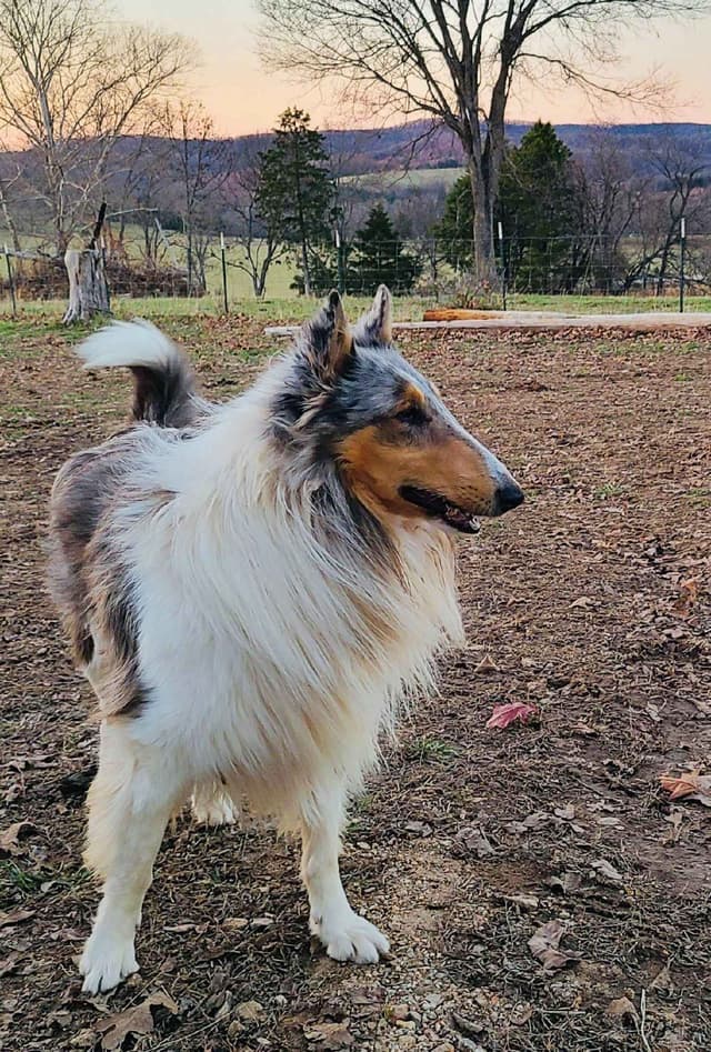 Beautiful Collie Puppies like LASSIE! media 9