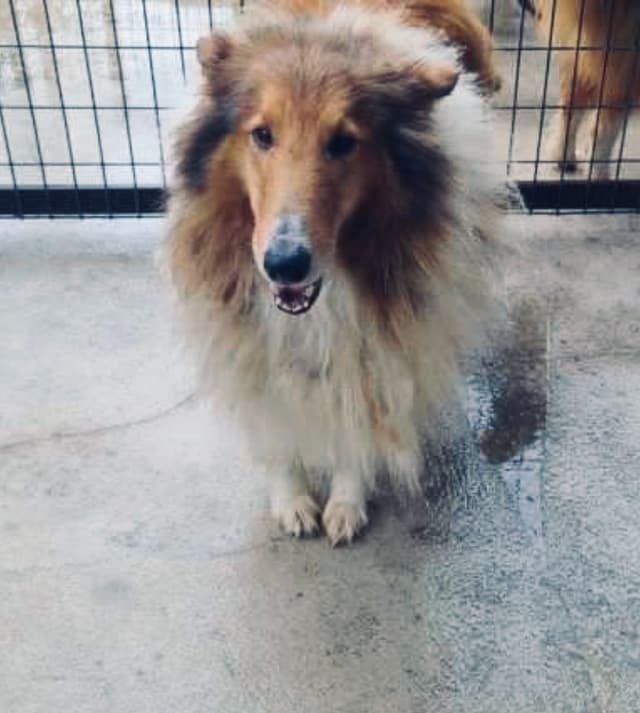 Beautiful Collie Puppies like LASSIE! media 10