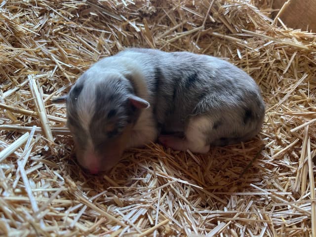 Beautiful Collie Puppies like LASSIE! media 2