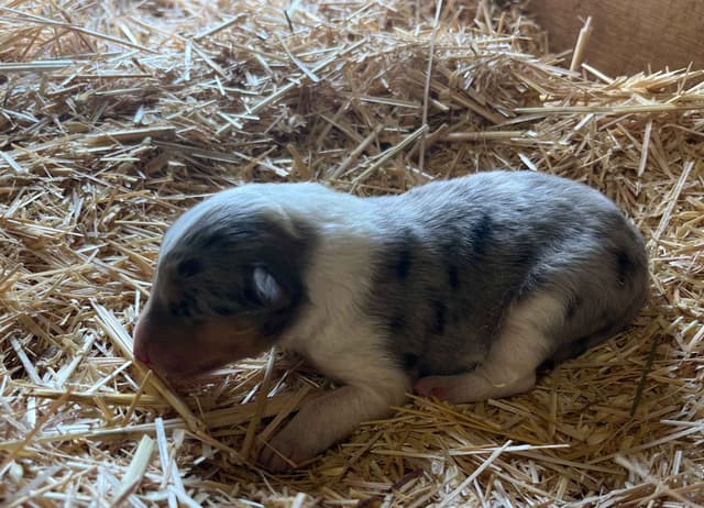 Beautiful Collie Puppies like LASSIE! media 4