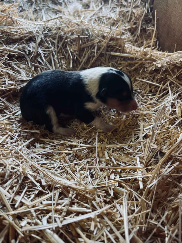 Beautiful Collie Puppies like LASSIE! media 5