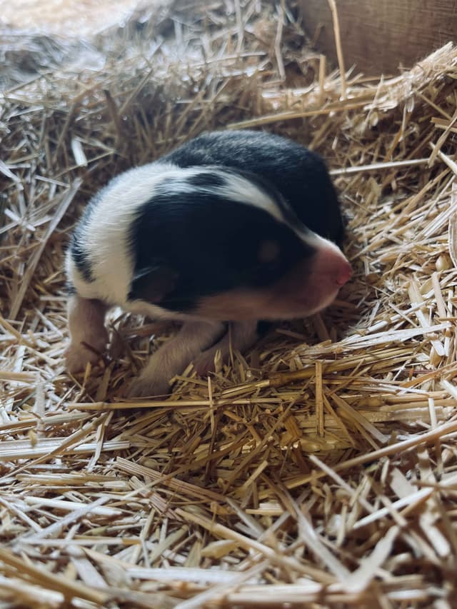 Beautiful Collie Puppies like LASSIE! media 3