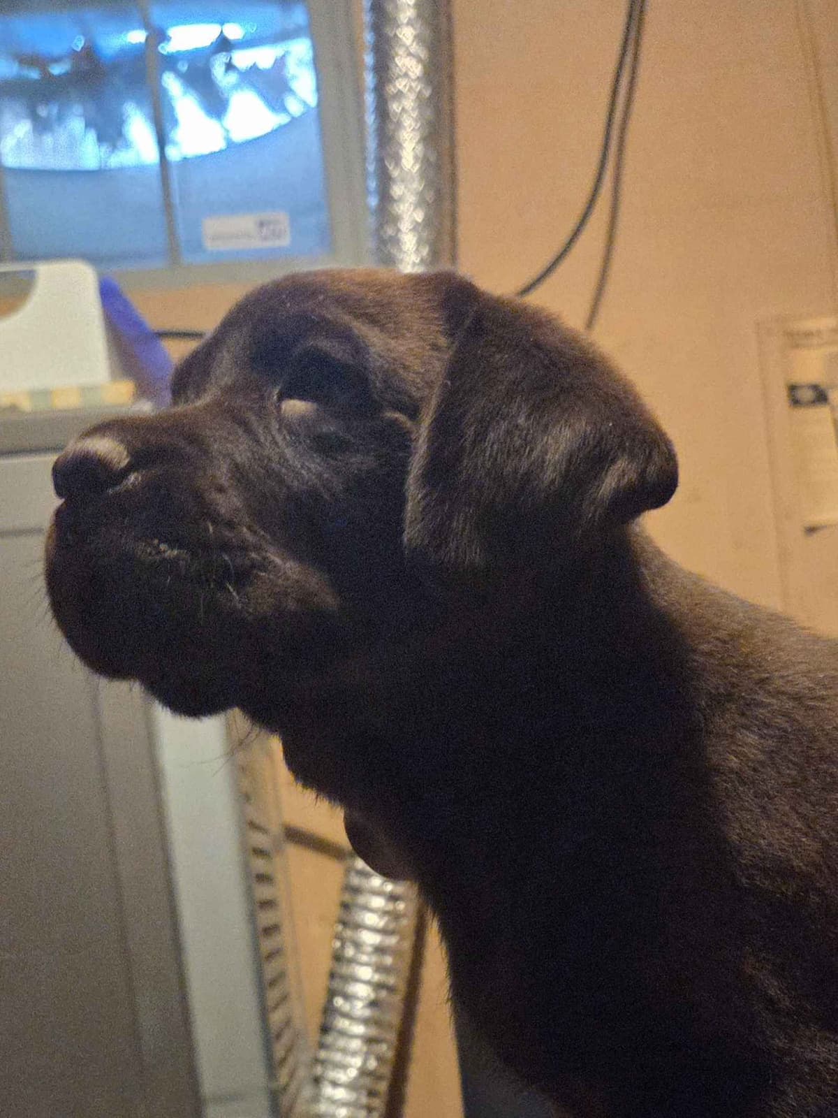 Labrador Retriever Puppies breeder image 1