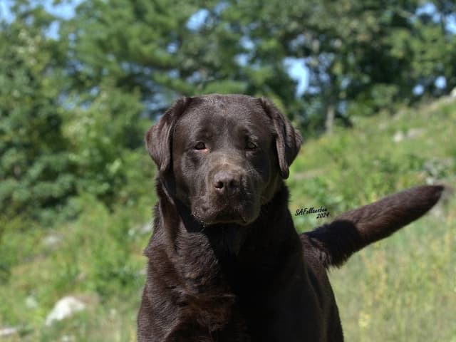 Labrador Retriever Puppies media 2