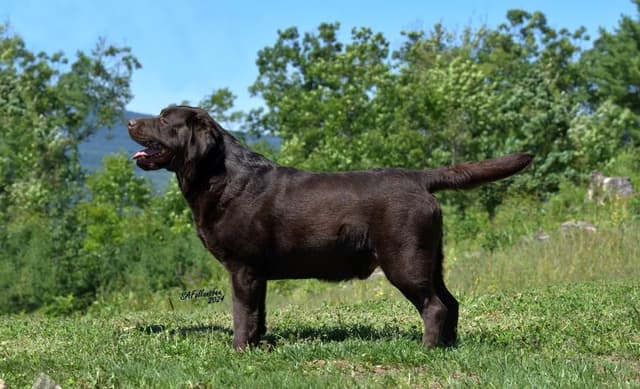 Labrador Retriever Puppies media 3