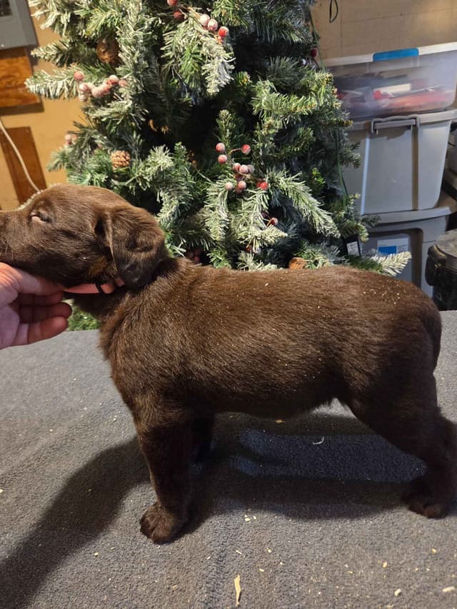 Labrador Retriever Puppies media 4