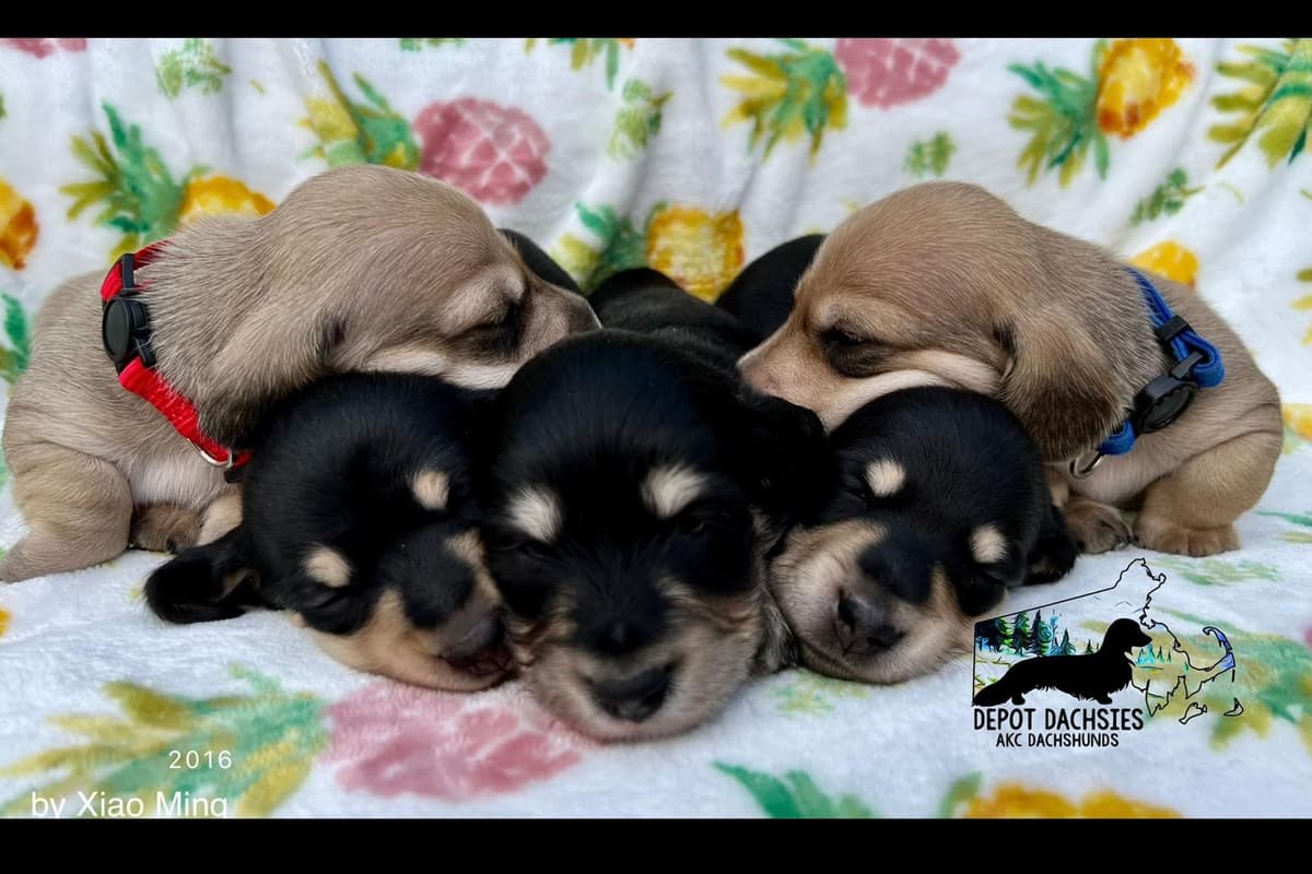 Wire Hair, Dachshund, Girl Available... breeder image 2