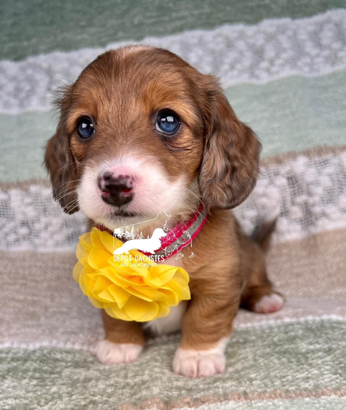 Wire Hair, Dachshund, Girl Available... breeder image 3