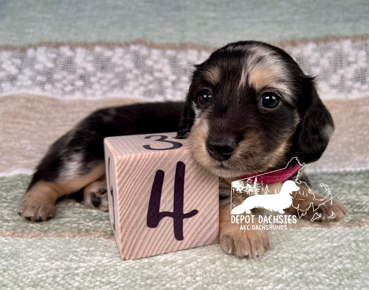 Wire Hair, Dachshund, Girl Available... breeder image 5