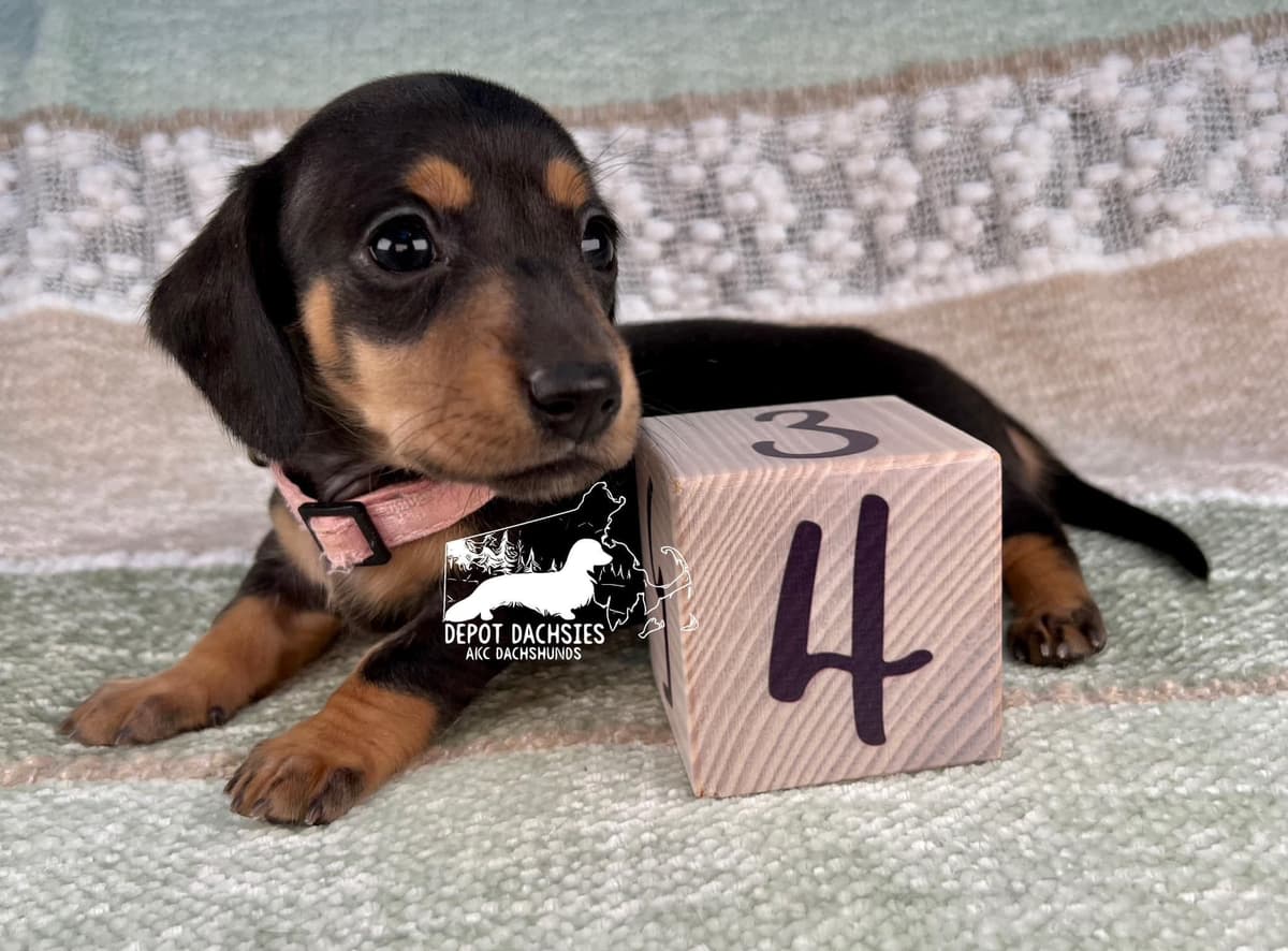 Wire Hair, Dachshund, Girl Available... breeder image 4