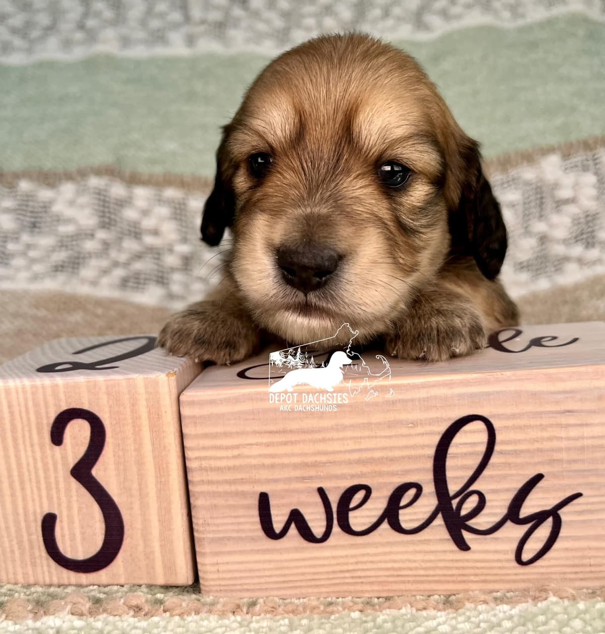 Wire Hair, Dachshund, Girl Available... breeder image 6