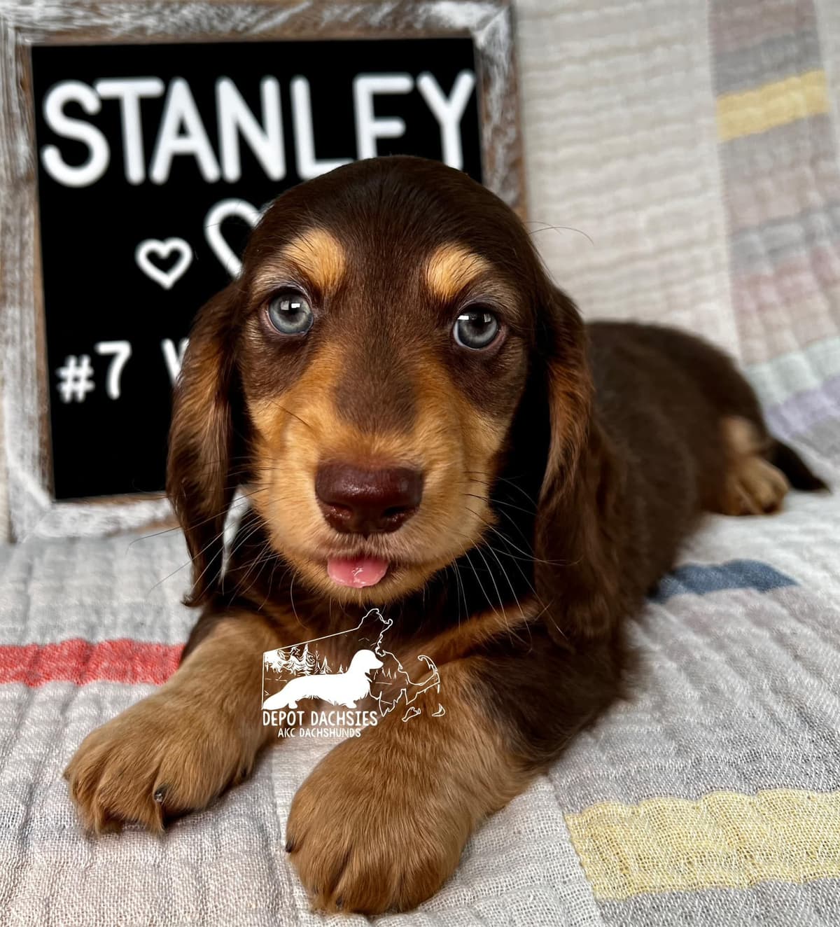 Wire Hair, Dachshund, Girl Available... breeder image 7