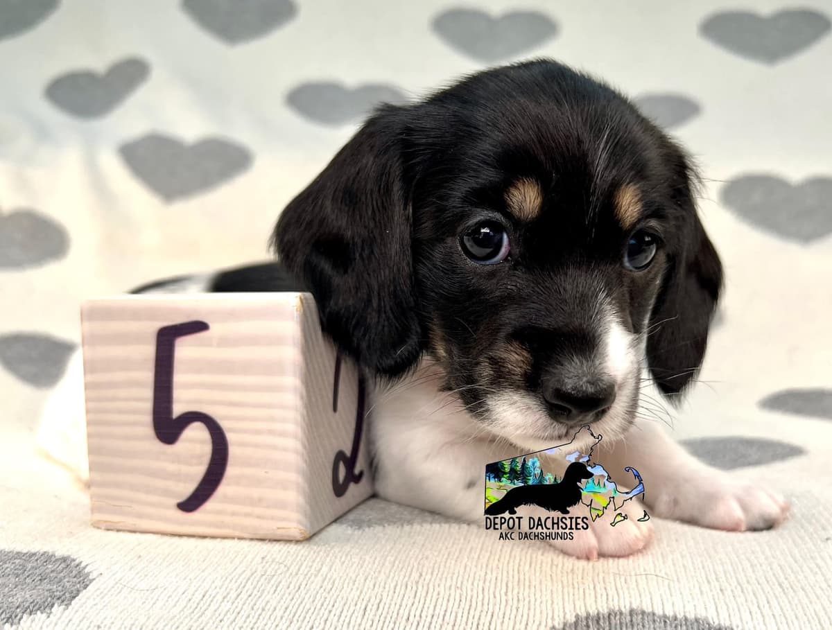 Wire Hair, Dachshund, Girl Available... breeder image 9