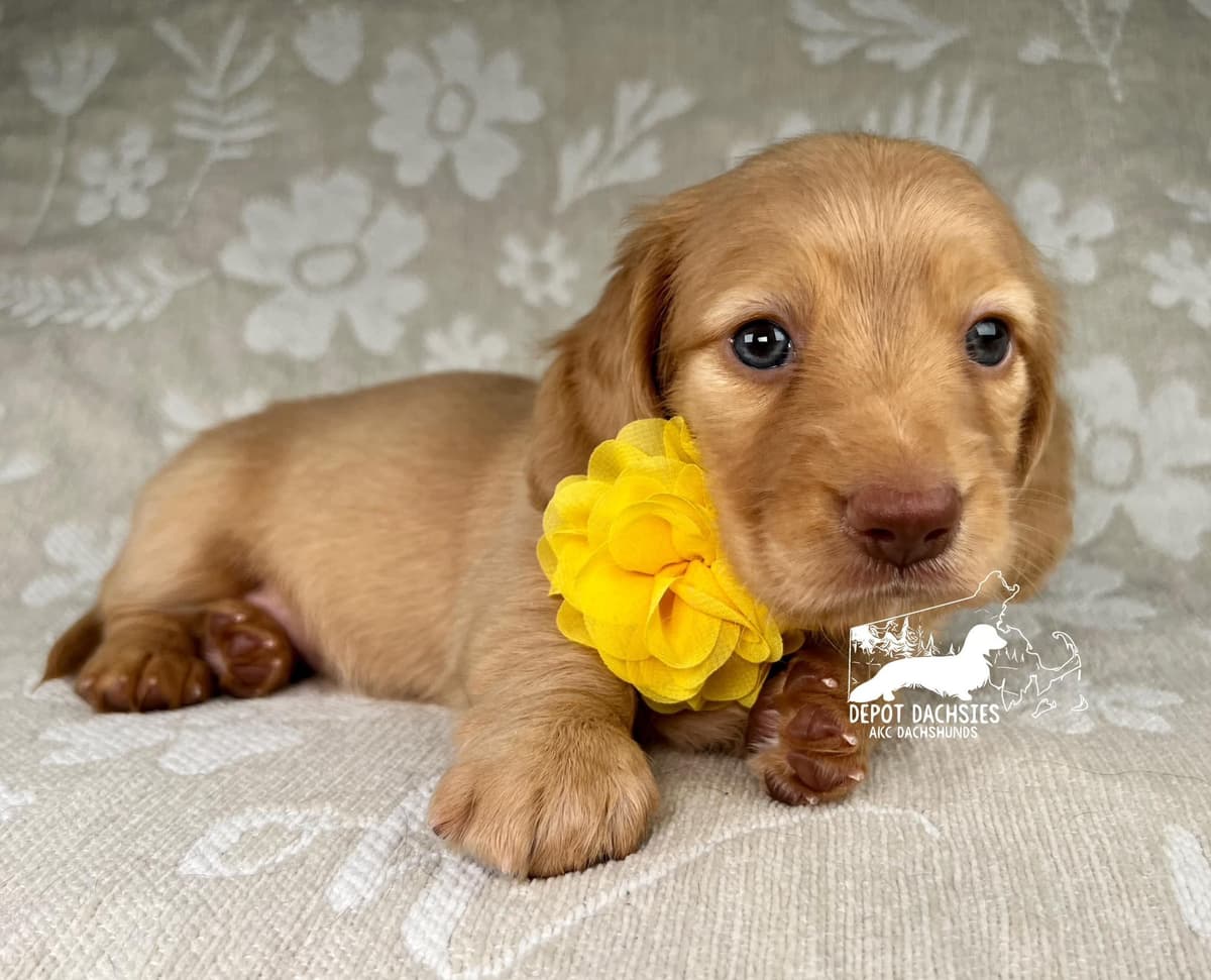 Wire Hair, Dachshund, Girl Available... breeder image 11