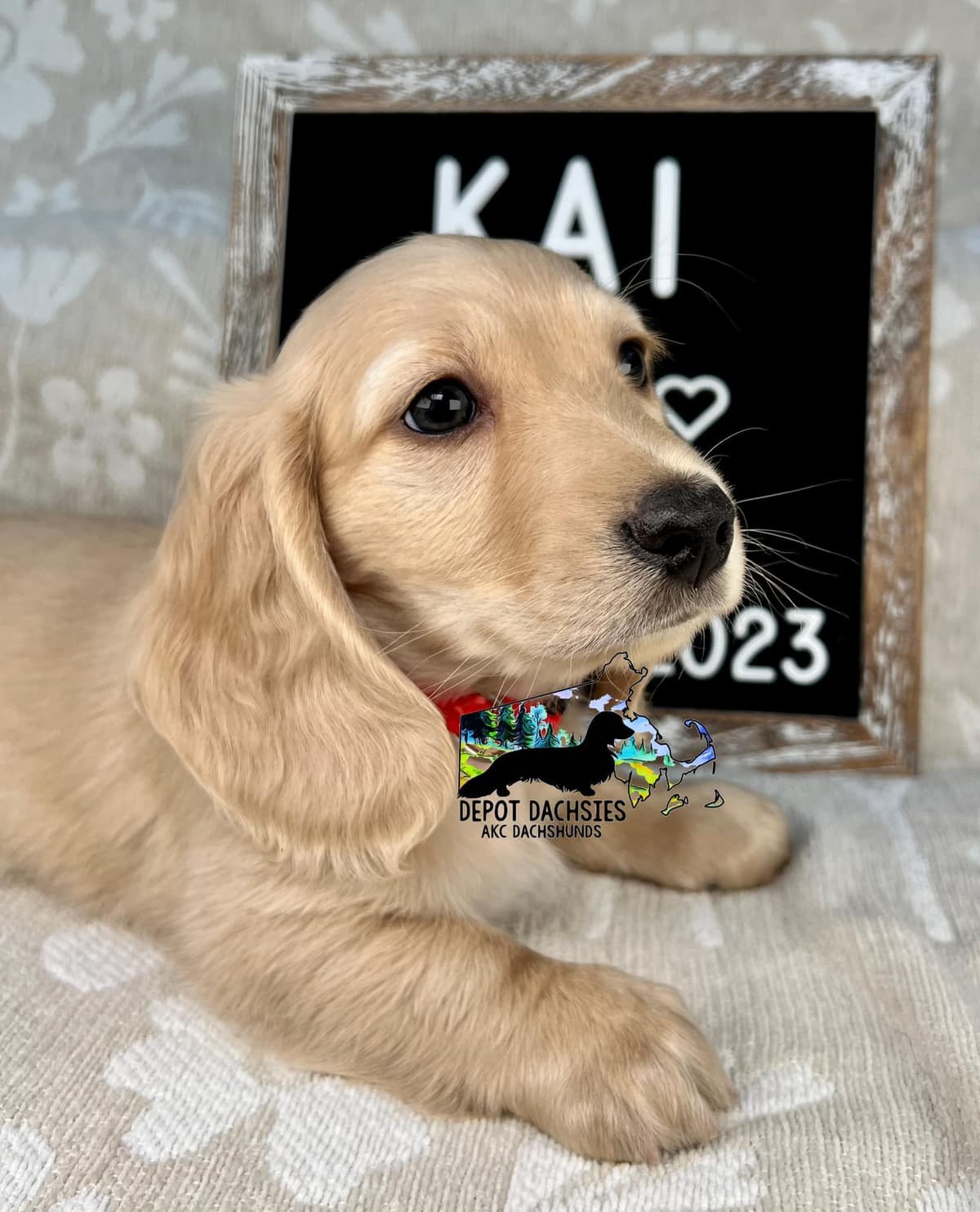 Wire Hair, Dachshund, Girl Available... breeder image 12