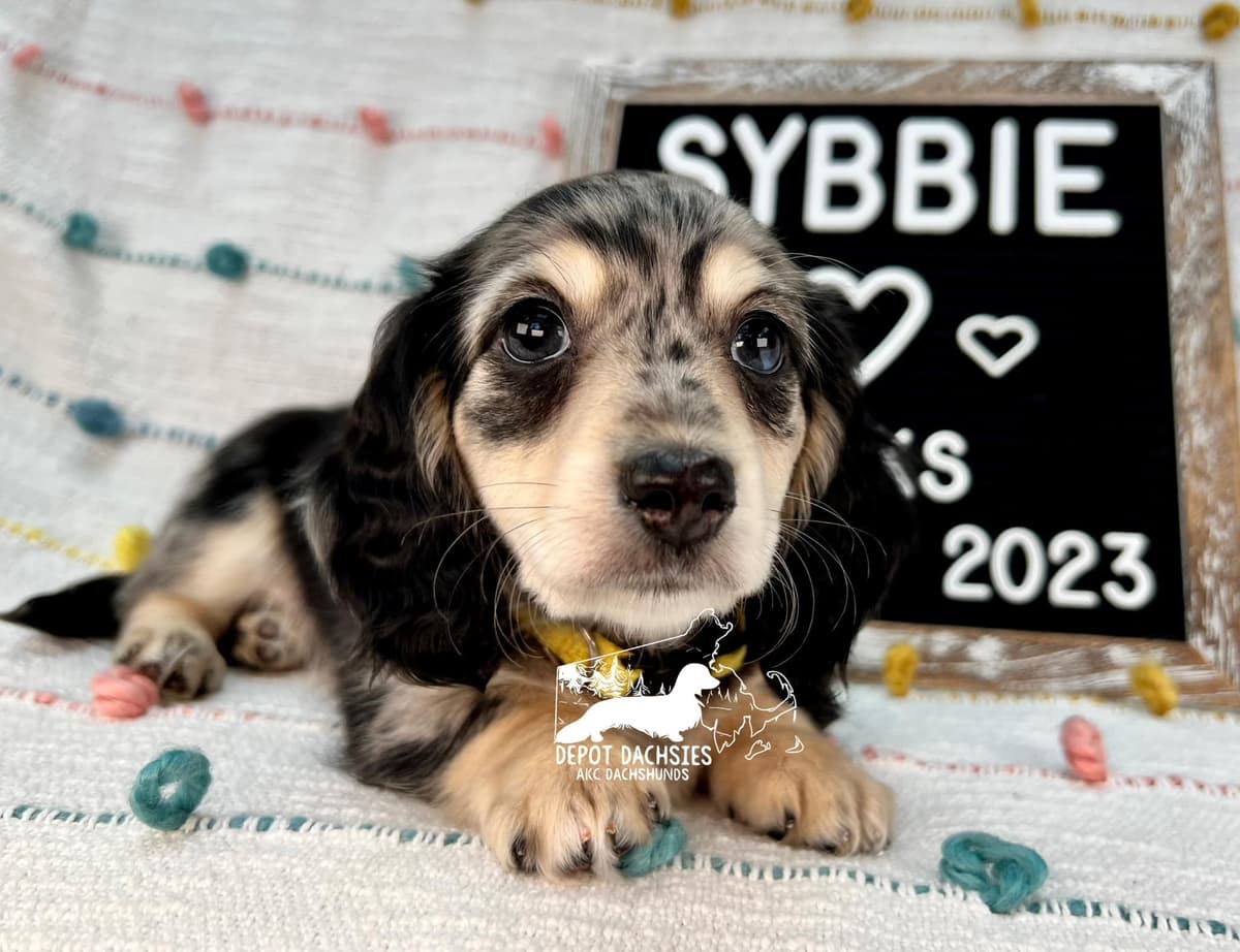 Wire Hair, Dachshund, Girl Available... breeder image 13