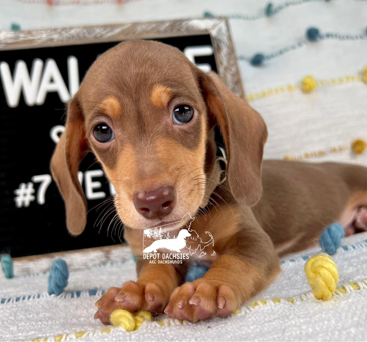 Wire Hair, Dachshund, Girl Available... breeder image 14