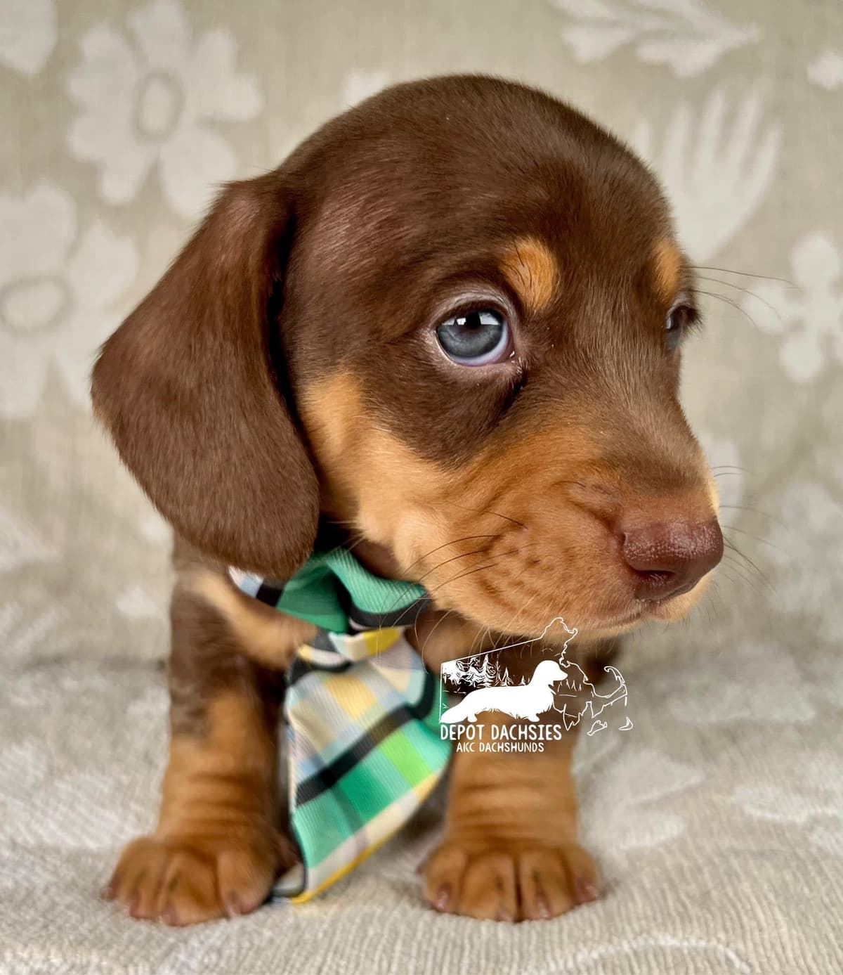 Wire Hair, Dachshund, Girl Available... breeder image 15