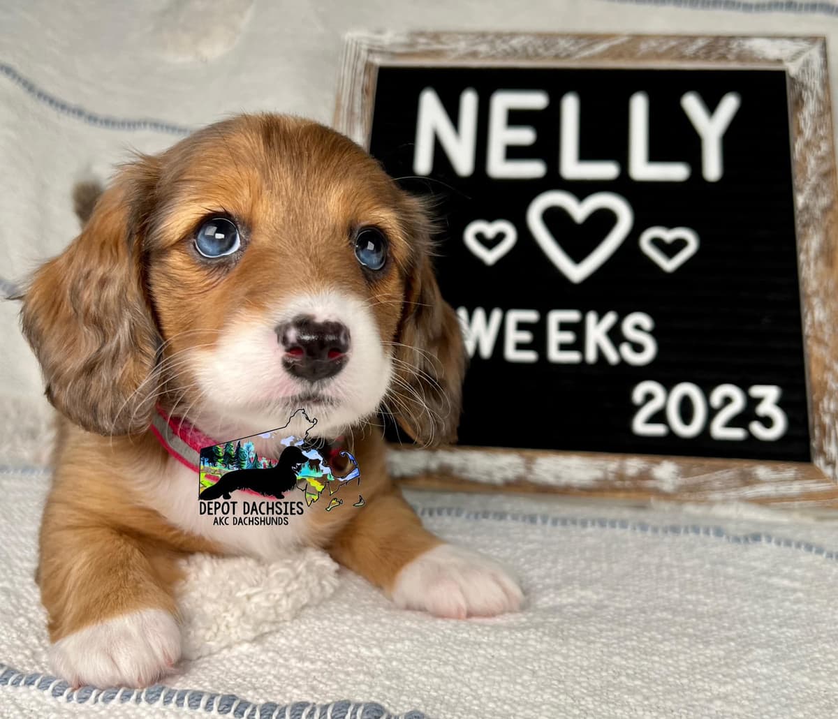 Wire Hair, Dachshund, Girl Available... breeder image 16
