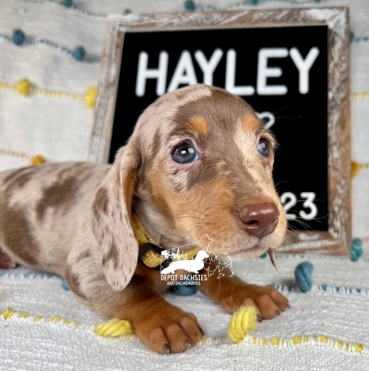 Wire Hair, Dachshund, Girl Available... breeder image 18