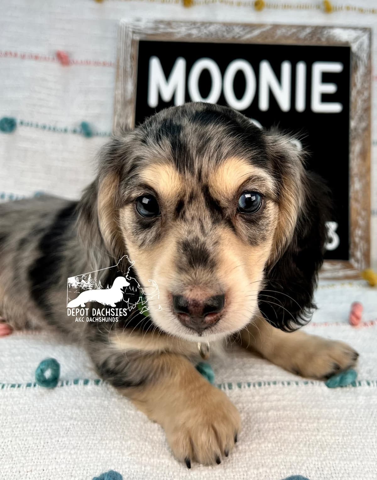 Wire Hair, Dachshund, Girl Available... breeder image 17