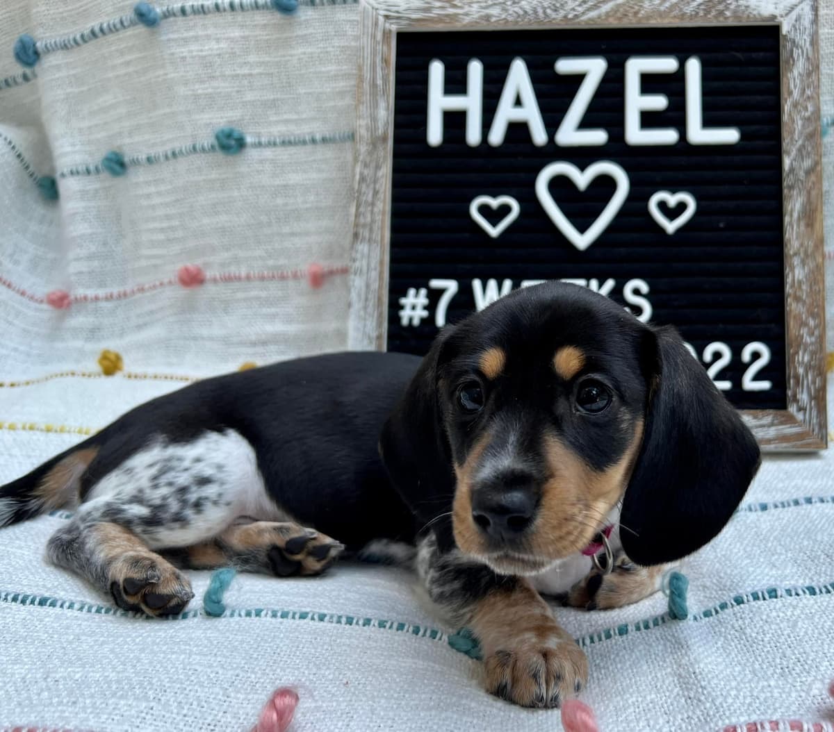 Wire Hair, Dachshund, Girl Available... breeder image 19