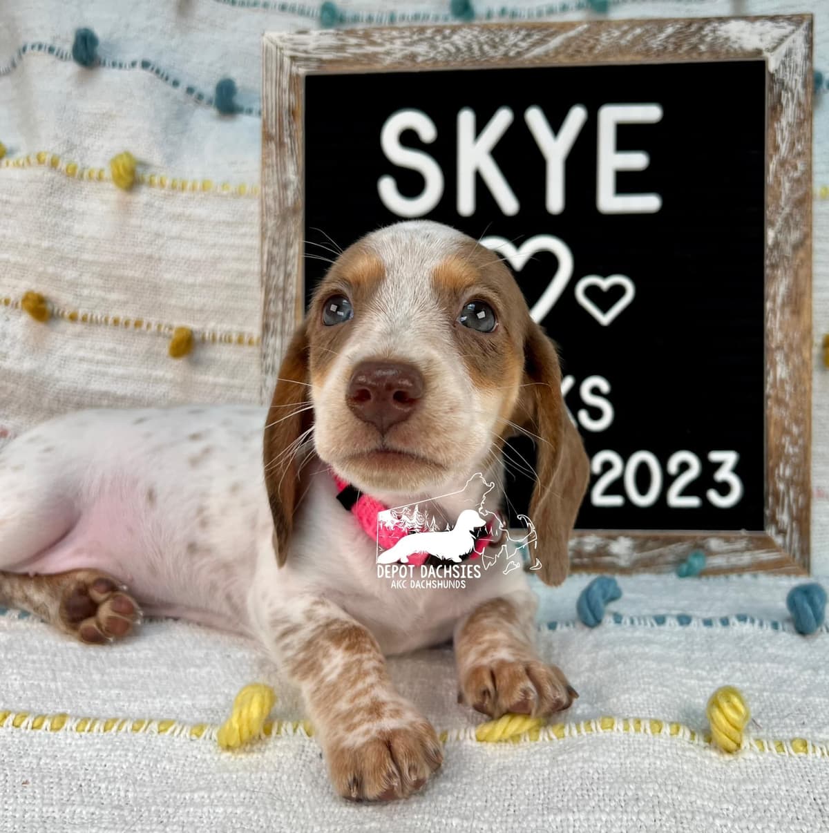 Wire Hair, Dachshund, Girl Available... breeder image 20