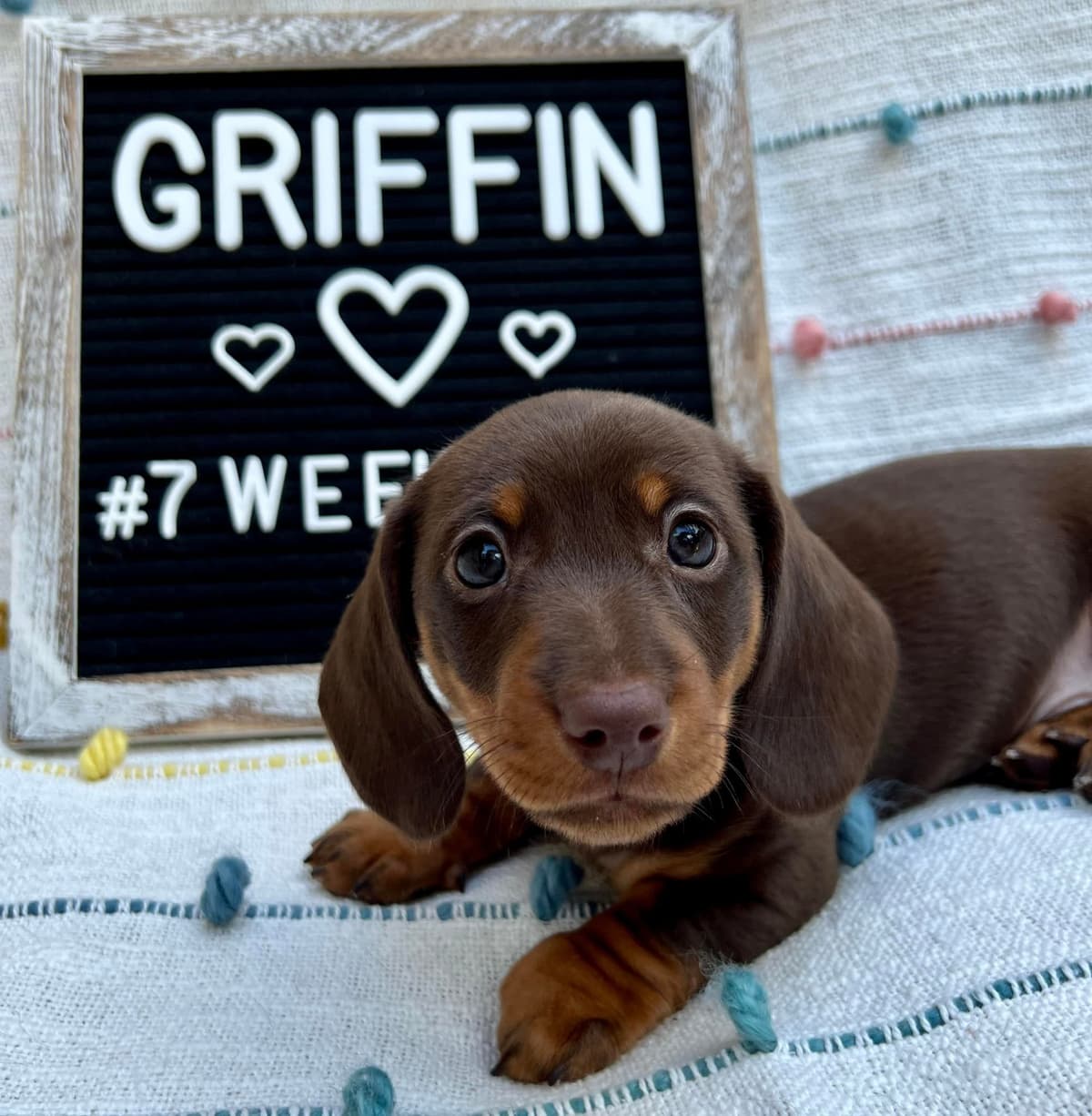 Wire Hair, Dachshund, Girl Available... breeder image 21