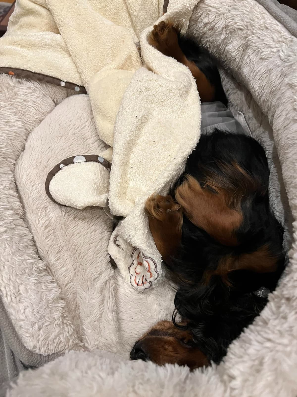 Wire Hair, Dachshund, Girl Available... breeder image 23