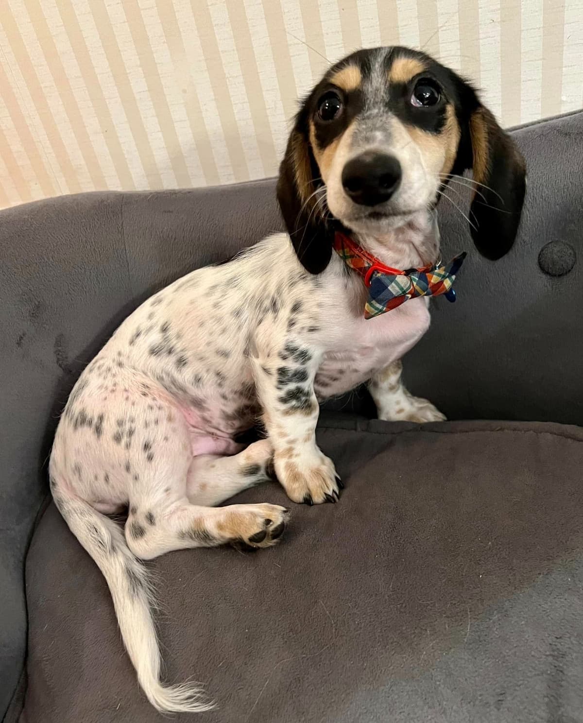 Wire Hair, Dachshund, Girl Available... breeder image 24